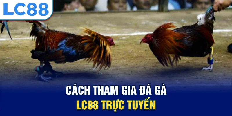 Cách tham gia đá gà lc88 trực tuyến