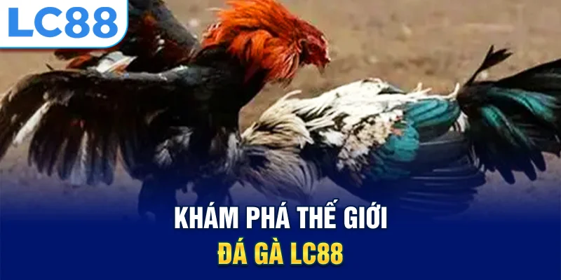 Khám phá thế giới đá gà lc88