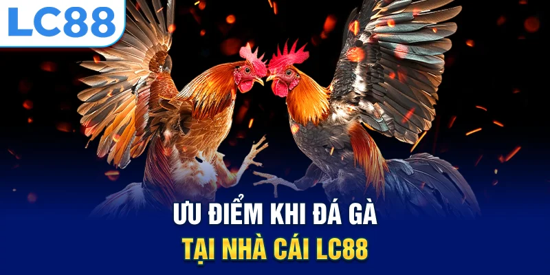 Ưu điểm khi đá gà tại nhà cái lc88