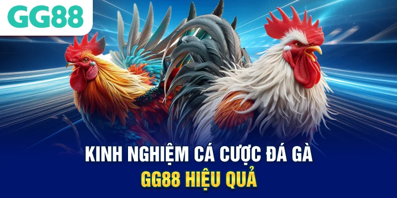 Kinh nghiệm cá cược đá gà GG88 hiệu quả